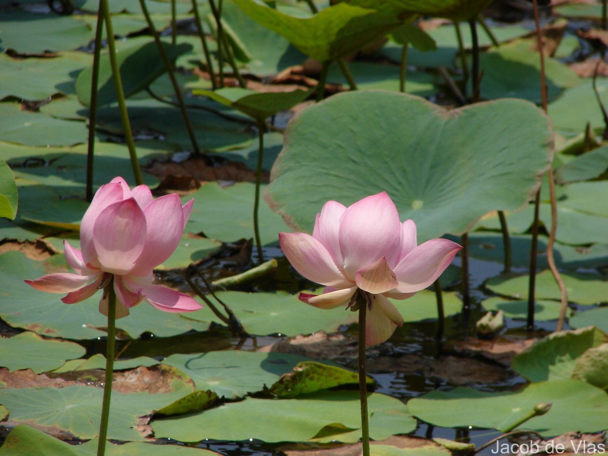 Nelumbo nucifera Gaertn.